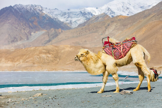 Camels at Baisha Lake in Pamir Plateau, Xinjiang, China