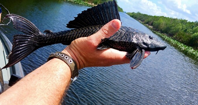Invasive pleco fish in the everglades 