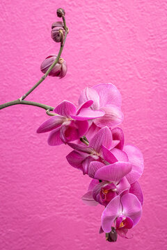pink orchids against a pink stucco wall