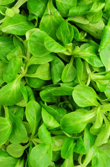 Fresh lambs leaf salad green leaves background detail also known as cornsalad