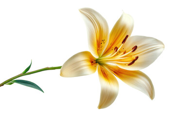 Fototapeta premium Close-up of a blooming yellow lily on a black background, cut out