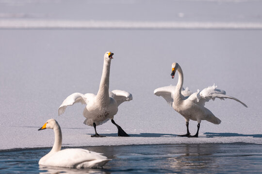 Whooper Swans Cackling At Lake Kussharo, Hokkaido, Japan  