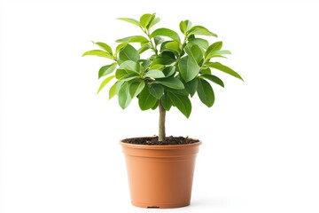 Fototapeta premium Small potted plant with green leaves