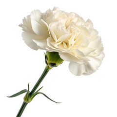 single white rose