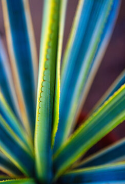 multicolored agave from three quarters above