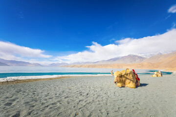 Yaks at Baisha Lake in Pamir Plateau, Xinjiang, China