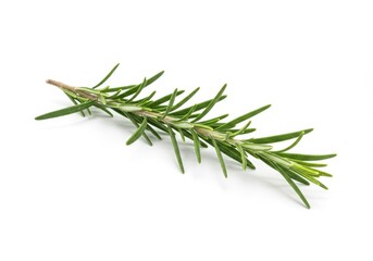 Fototapeta premium Fresh Rosemary Sprig Isolated White Background Culinary Herb Aromatic Plant Ingredient Cooking Food