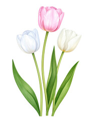 Fototapeta premium Elegant Tulip Flowers in Various Colors with Lush Green Leaves