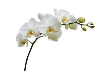 Elegant White Phalaenopsis Orchid Branch Isolated Floral Nature Botanical Beauty Spring Blossom