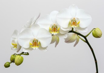 Elegant White Phalaenopsis Orchid Flowers Blooming Gracefully Nature Beauty Botanical Spa Soft Plant