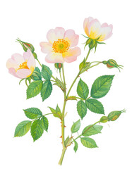 Delicate Pink Wild Rose with Green Leaves and Buds in Watercolor Style