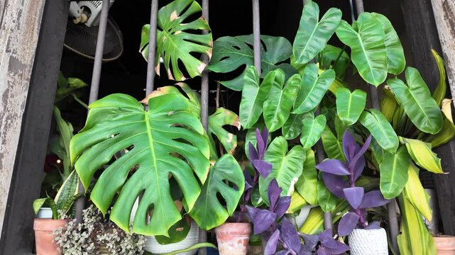 Lush tropical foliage including monstera and philodendron plants growing behind iron bars, with vibrant green and purple leaves in a shaded urban setting.