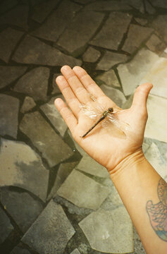 Hand gently holds a delicate dragonfly