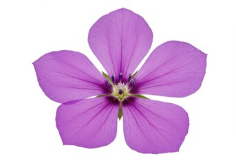 Beautiful Lilac Flower Blossom Isolated White Background Spring Nature Petals art soft bloom plant