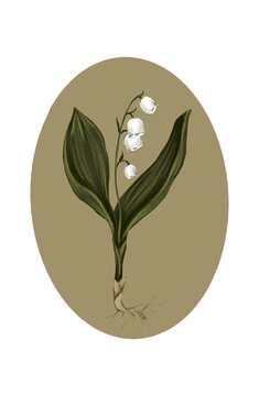 Lily of the valley