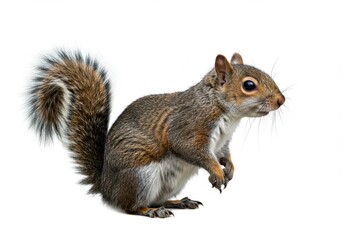 Obraz premium Adorable Grey Squirrel Posing Profile Wildlife Animal Nature Photo Tail Cute Tree Park Bushy Image