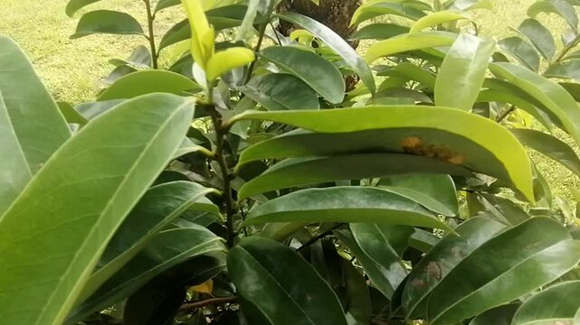 Sugar Apple Tree Leaf Diseases: Identification & Treatment Guide