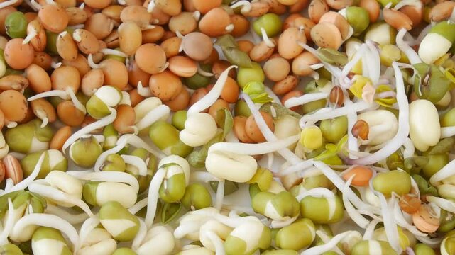 Mung bean and lentil sprouts increasing in density, developing green shoots against pristine white backdrop, showcasing natural germination process and nutritional growth.