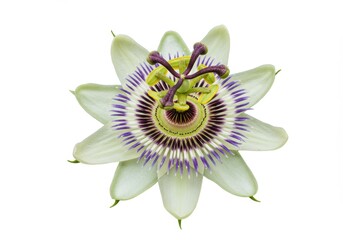 Stunning Passion Flower Bloom Detailed Closeup White Background Botanical Photography Nature Plant
