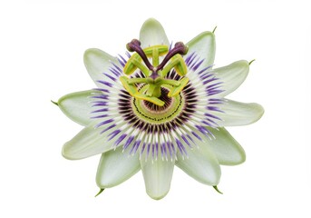 Passionflower Bloom Detailed Macro Photography Nature Botanical White Background Green Purple Art