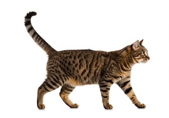 Striped Tabby Cat Walking Side Profile Elegant Brown Fur Pet Animal cute paws tail image white