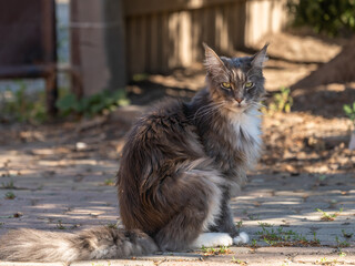 Closed up of domestic adorable black grey Maine Coon kitten, young peaceful cat in sunshine day