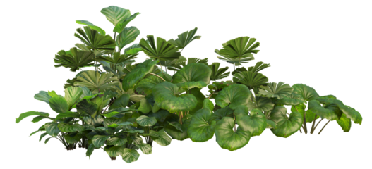 3d render small garden with tropical plants on transparent background