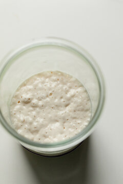 Sourdough Starter