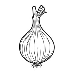 Onion line drawing illustration on white background  