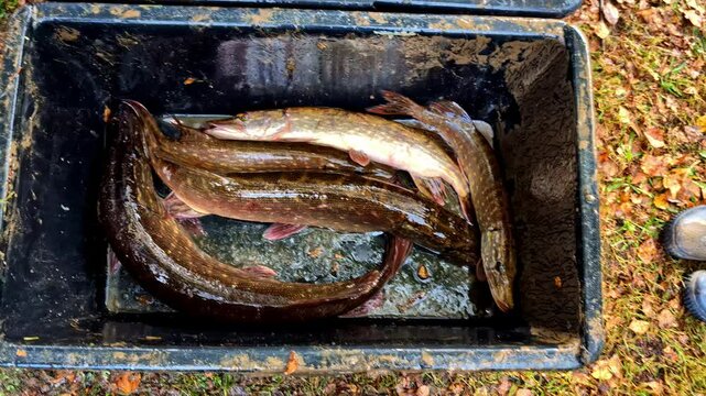 Longspine snipe eel fish live capture cath freshwater river lake fresh