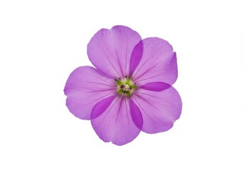 Beautiful Lilac Flower Blossom Isolated White Background Floral Photography Nature Spring Petals