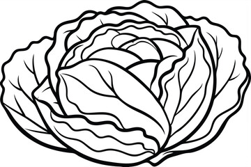 Cabbage Vegetable Vector Illustration on White Background

