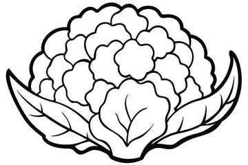 Cauliflower Vegetable Vector Illustration on White Background

