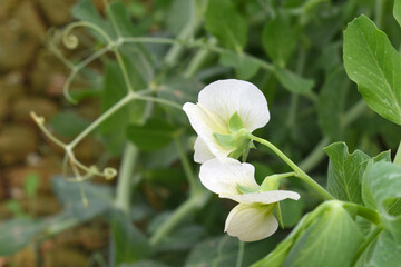 Flowering pea plant. White flowers closeup. Flower of pea plant close up. Natural green pea plants as spring background, peas plant flower closeup, peas blossom closeup white flower on vegetable plant