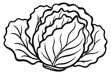Napa Cabbage Vegetable Vector Illustration Isolated on White Background