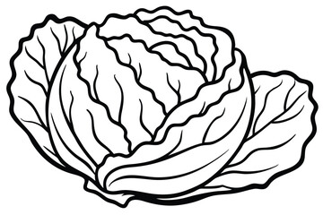 Napa Cabbage Vegetable Vector Illustration Isolated on White Background