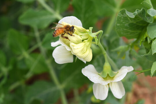 Flowering pea plant. White flowers closeup. Flower of pea plant close up. Natural green pea plants as spring background, peas plant flower closeup, peas blossom closeup white flower on vegetable plant