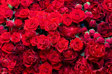 Lots of beautiful red roses.