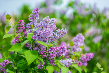Spring blooming lilac on a blurred background with bokeh effect.