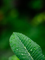 Fresh nature Close up Green leaf with water dew drop after rain.