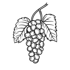 Grapes line drawing on white background  
