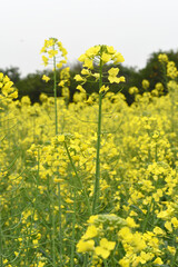 Obraz premium Mustard flower field is full blooming, yellow mustard field landscape industry of agriculture, mustard flowers closeup photo, Oil seed crop cultivation in Pakistan, Full Blooming Yellow Mustard Flo Dw
