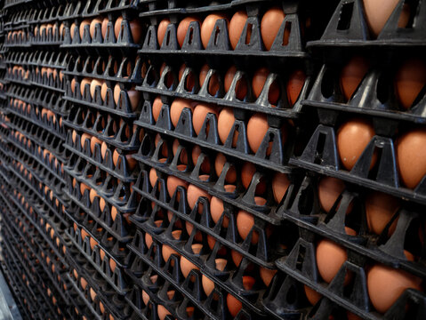Pile stacks of brown eggs in trays from an agricultural egg farm factory. For wholesale market.