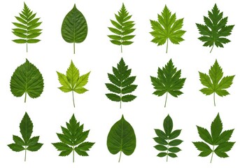 Green Leaf Collection Various Shapes Botanical Nature Set plant fresh white asset leaves design