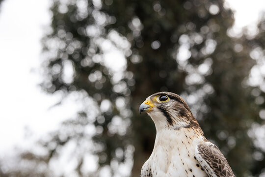 Majestic Falcon Gaze Against Green Forest Background