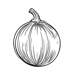Single Line Drawing of a Coconut on White Background  
