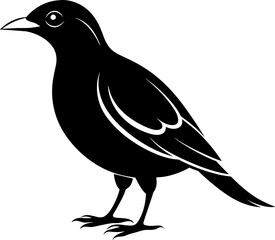 All About the Myna Bird Behavior, Habitat & Care