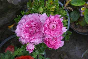 Obraz premium Beautiful Pink ranunculus flower growing in an outdoor flower garden. ranunculus flower closeup, Pink blooming flower, Closeup shot of a beautiful blossoming ranunculus in field