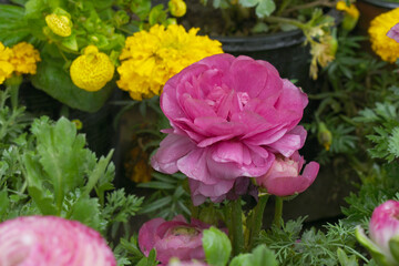 Beautiful Pink ranunculus flower growing in an outdoor flower garden. ranunculus flower closeup, Pink blooming flower, Closeup shot of a beautiful blossoming ranunculus in field