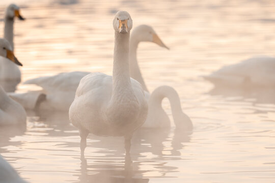 Hot Springs And Whopper Swans At Sunset In Lake Kussharo, Japan  